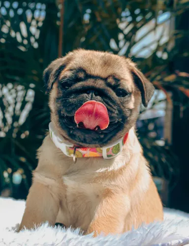 Pug