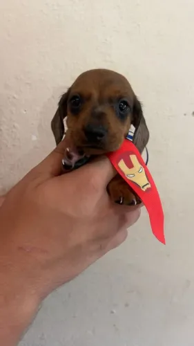 O Dachshund ideal para quem busca um amigo especial