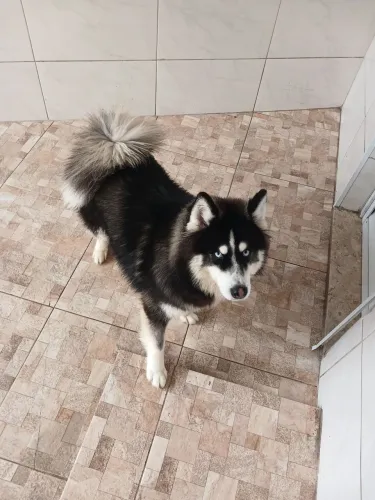 Cachorro Husky 8 meses 