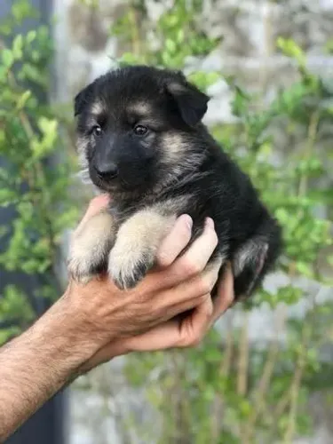 Pastor alemão filhote - Linhagem de procedência- Chama no Whatsapp - 101 Dog's