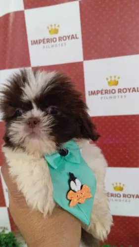 Shihtzu Linhagem chocolate pequenino machinho