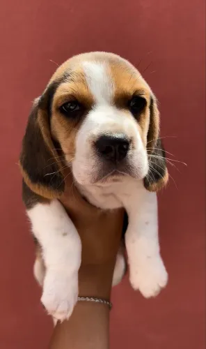 Beagles tricolor/bicolor 