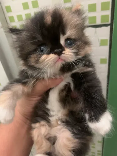 Filhote de gato persa 