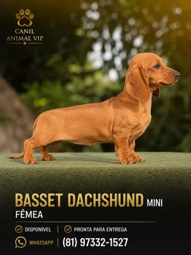 Basset salsichinha
