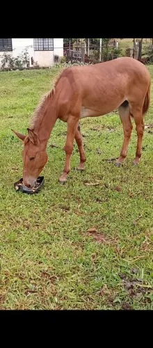 Animal para agropecuária 