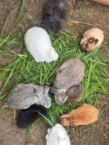 Coelho Netherland Dwarf