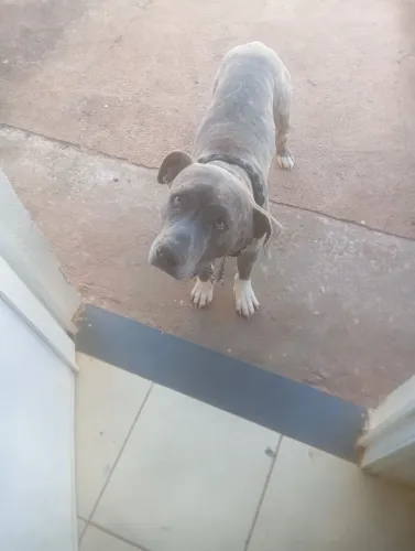 American bully