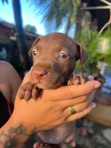 Filhote de Pit bull/monster disponível!