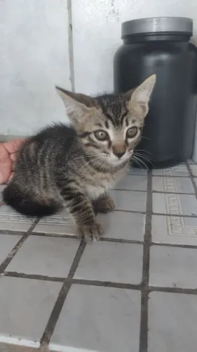 Doação filhote de gato