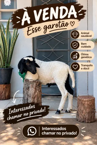 Cabrito para venda