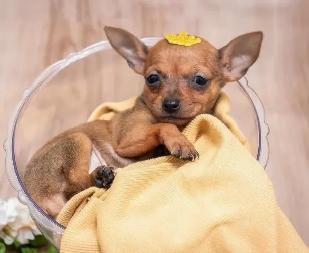Miniatura pinscher 44 dias disponiveis