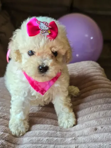 Filhotes de poodle