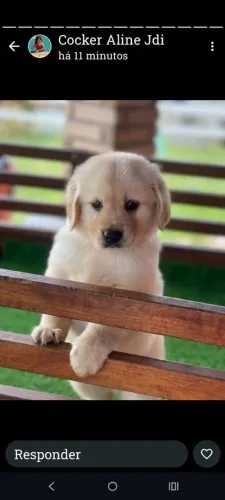 Golden Retriever | Filhotes incríveis.