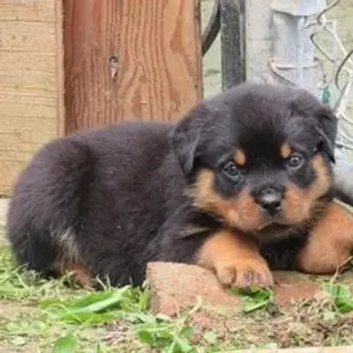 Rottweiler,Rottweiler Filhote Disponível Entrega Facilitada