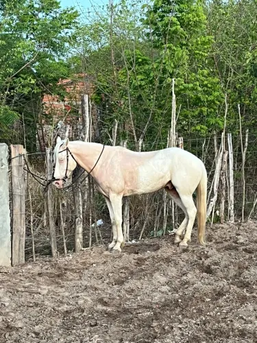Cavalo de direita 