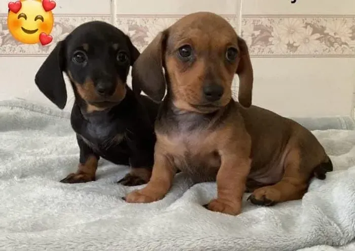 Basset Mini Filhotes Dachshund Teckel Companhia Ideal.