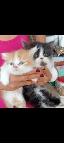 Filhotes de gato persa disponível