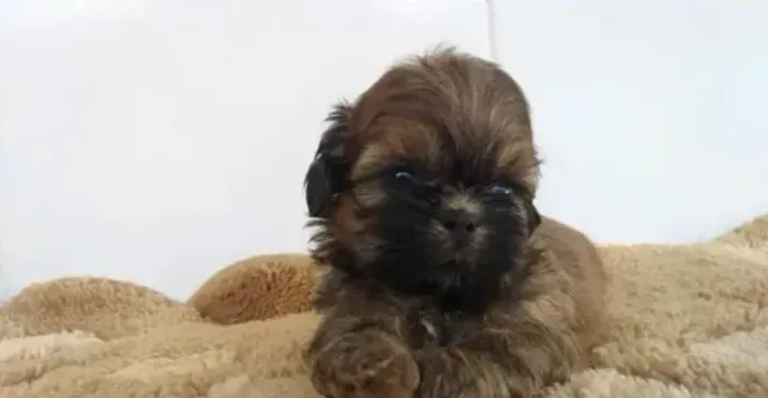 Shitzu macho disponíveis 