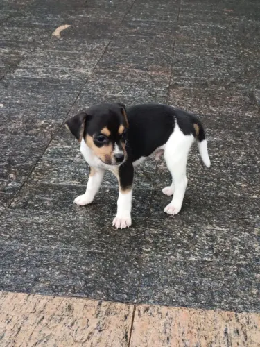 Filhote cachorro Fox Paulistinha