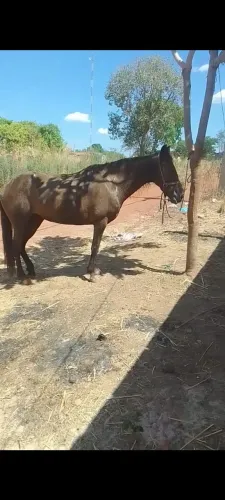 Égua
