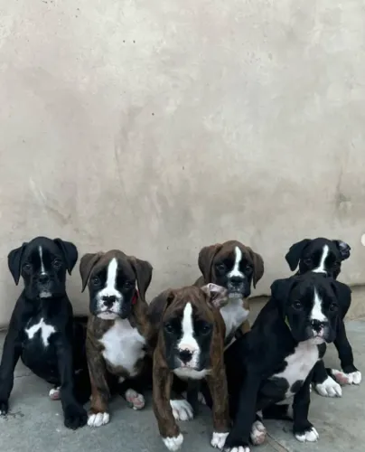 Boxer,Boxer Filhote Top Padrão da Raça