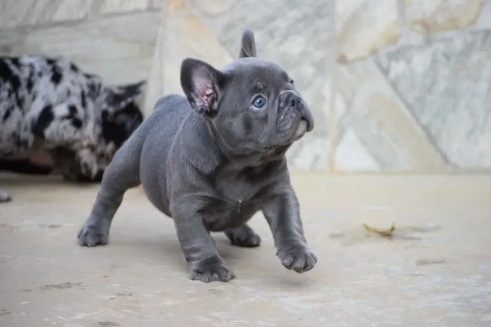Bulldog Francês Filhote