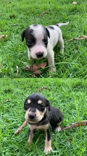 Cachorro para adoção