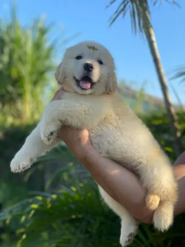 Filhotes de Golden Retriever Puro com Pedigree