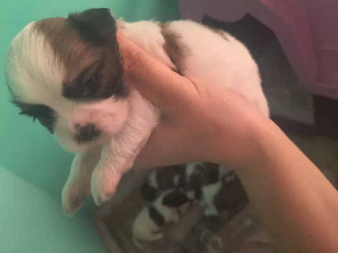 shih tzu