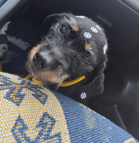 Cachorrinha para doação 
