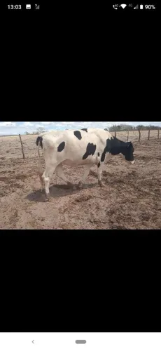 Venda de gado leiteiro