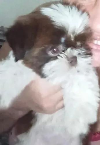 shitzu shih tzu machinho chocolate com branco linhagem figado