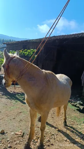 Égua meio sangue crioulo com mangalarga