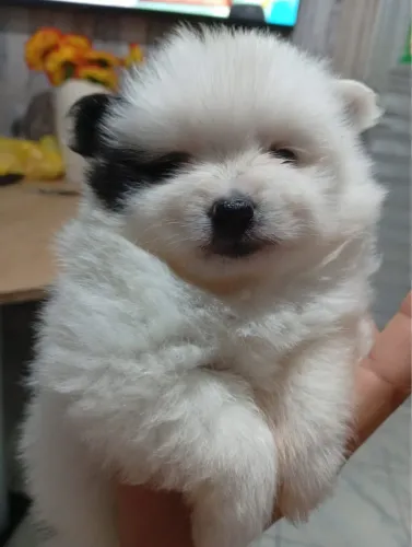 Spitz Alemão anão