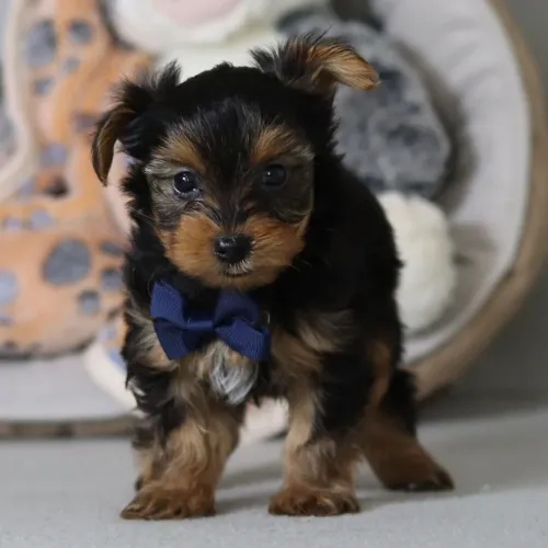 Yorkshire Terrier/ Uma joia de quatro patas