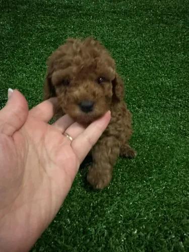 Poodle Toy Red de Alta Qualidade - Loja Física e Entrega Segura