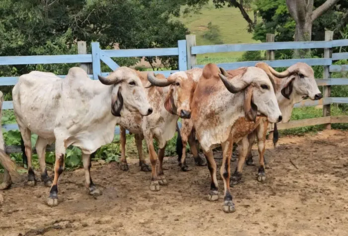 Gado Gir Leiteiro