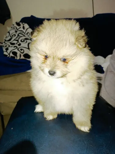 Filhote de Spitz alemão anão macho marrom