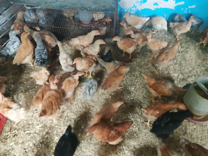 adubo de cama de galinha