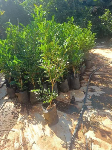 Plantas 