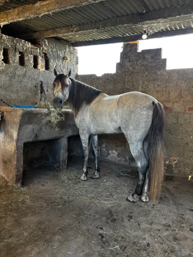 Cavalo mangalarga marchador