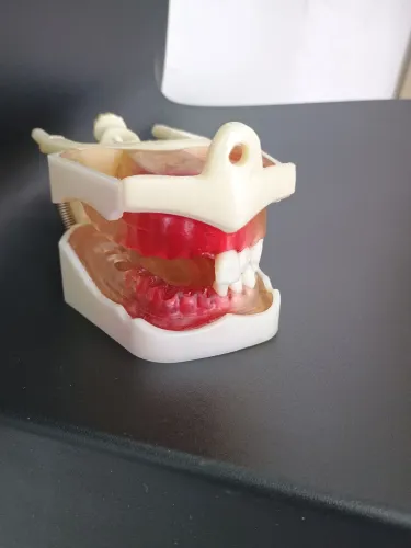 Manequins Odontológicos