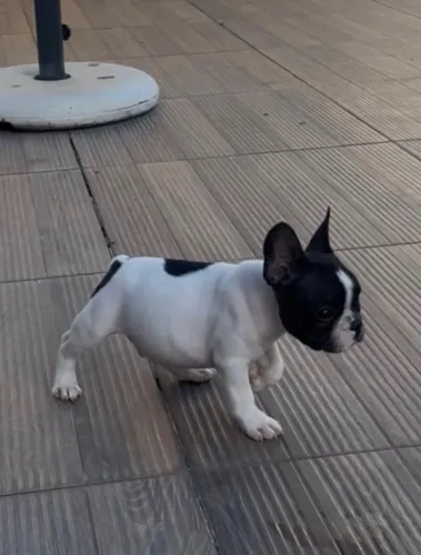 Filhote de buldogue francês