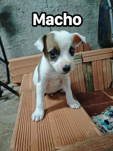 Doação filhotes 42 dias de vida.
