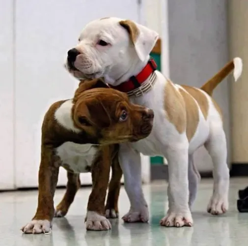Pitbull Alegria que se constrói com tempo