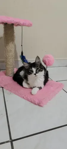 Doação de Gatinha Filhote 