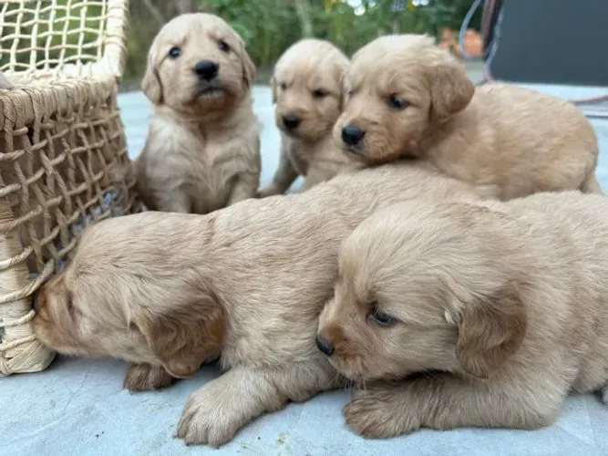 golden retriever filhotes