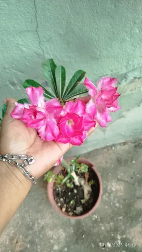 Rosa do deserto