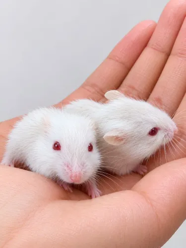 Filhote de hamster 