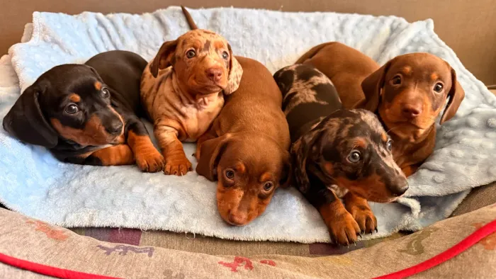 Daschund Mini - Salsichinha